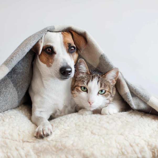 odor removal pets dog cat brigham city ut